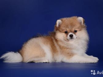 ������������ � ������� ����  �������  � ������� 2,5 ���,  ���� �������� 03, 07, 19,  ��������� ���,  ����� ����-�������� � ����-�����, ������� �����������,  ���� � ������������