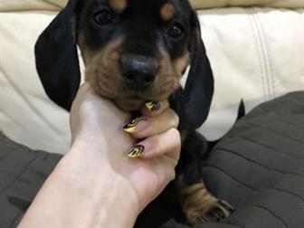 ������ ������ �����, �������,  ������� 1,5 ������,  � ������� ��������,  ���� � ���� �����, � ������������