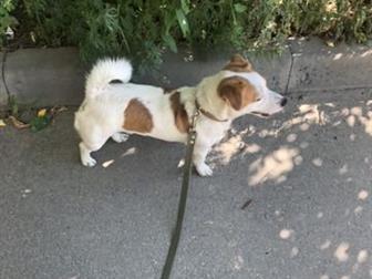 ������� ���,������� 2,3�,  ��� ���������, ������,  ������� �� �������� ���������������,  ��� ������������ ������� �� ��������, � ������������