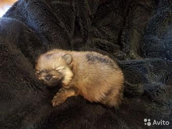 ������� � ������� ��������,  ������� � �������,  �������� 27 �������, ����-����� ���� ������, ����-����� ��������,  ���� ����� ���� ������ � ������������