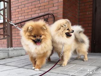 ��� �������, ���� �������� 17, 03, 2019,  ���� �� ��� ���������� (�� ������),   ���������, ��������, � ������������