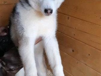 ������ ������ ��������� �����, ������������, ���� �������� 01, 12, 2018 �,  �����-������ � ����-������ ������, ����� �������, ��� �� ���� ����� � ������������� �������, � ������������