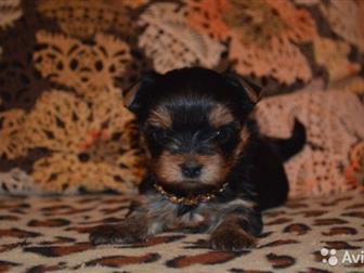 ������������ ��� �������,, �������������� ,���������� ����� ������������ �������,  �������� �, �, 4, 08, 19�, ��������� �������� � ���������� ����������,  �������� � ������������