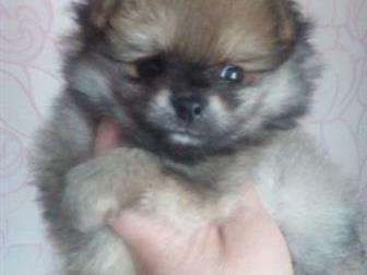 ������ ����� ������������  ����� , ������� 2 ���,����� ����-������, ��������� ���,��������, � ������������