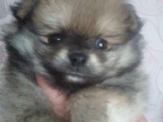 ������ ����� ������������  ����� , ������� 2 ���,����� ����-������, ��������� ���,��������, � ������������