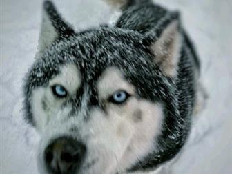 ��������, ������� ������ ��� �����,  2,5 ����,  ����� �������,  ���������� ��� � ������������