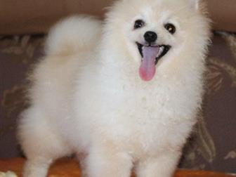 ��������-�����, ������� �������� �� �������, 4-8 ��� ��� ��������� �� ���, � ������������