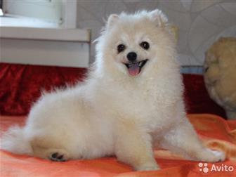 ��������-�����, ������� �������� �� �������, 4-8 ��� ��� ��������� �� ���, � ������������