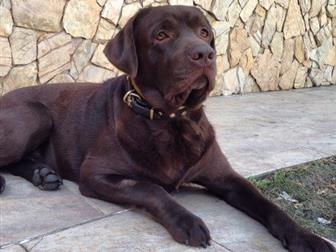 ������ 6, 5 ���, ������, ������,  ������� ������, �������� �����������, ��������� ���,  ���� 4 ������ �������� � ������� ������, ������� � ����������� ������,  �� � ������������