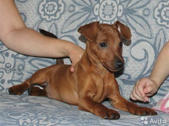 �������������� ����� ������ ����������� ������ �����-��������, ���� �����, � ������� ����� ���������� ���������,  ���� �������� 08, 08, 2019�, �������� - ������������ � ������������