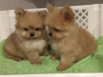 ����� �������� ��������� � �������� ����������, ������� � �������, 2 ������,  ���� ������ ����, 2,6 ��, ���� ����������� ����, 1,6 �� � ������������