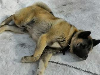 �����1,5 ��������� �������� ��������������������������� ��� ���������� � ������������