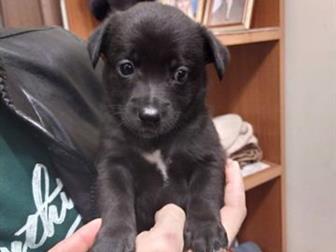 �������-������� �� ���� ���������, ����� ������, ������ ����� � ����� ��������,  ����� ���� ������� �������,  ������ �������� 11, 08, 2019, �������� �������� �� � ������������