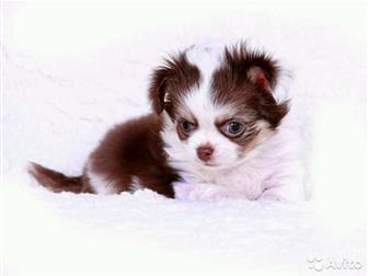 ������� �������� � ������� �����������,  ��������� ���,  ������� �� ��������, � ������������