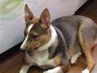 �������- ����������, ����������� � ����������,  ������������ � �����������,  �����, �������������� � ����� ��������,  ������� 3,5������, �������, ����������,  ����� � ������������