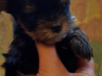 ������������! ��� � ������ � ������� ���� ���������� ������� , �� ����� ���� ���������! ���� ����� � 1,5 �� , ���� ����� � 2 ��! �������� ����� ���������, ���������, � ������������