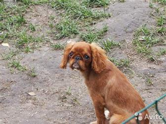 ��������������, �������� ������� ���� ������ ��������(�� �������), � �������� ����������� � ���������� ��������������,  ����� ������� ����������, �������/������, � ������������