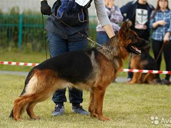 ���������  ����� �������� ������� ������ �����-������ ������ , ����, ������� 2 ������, �������� ���������� �������� �����������, �������� ��������� � ��������,  � ������������