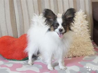 ������������ � �������� ��������� ������� �������� ����� �������� - �������, ������� 4,5 ������,  ��������� �������,  �������� �������������! ������, ����������, � ������������