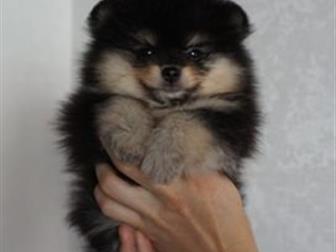 �������� ���������� ������� � ��������� ����������� ������ ������ ������� �����- ��������� ������, �� 01, 08, 2019, ��������� ���,  ������, �������� ����������� � ������������