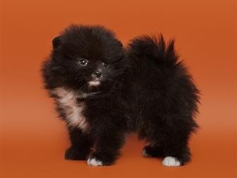 ����������� �������, 2 ������, �������� � �������� ��������� �������,  �������� �� �������� � ������������