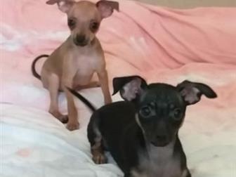 ������ ��������� ����� ��� �������, ��� ����� �������� � ������ ������������� 2 ������ ������ ���� � ����� ���� ����� ��������� � ���������� ����� ������� � �������� � ������������