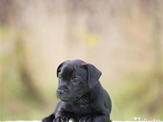 �������� ���������� � ������� ������������� ������ ���������������� �����������, � ��� ���� ��� ������������� ������ ������� � ����� - ��������� ������, ���� �������� � ������������