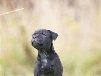 �������� ���������� � ������� ������������� ������ ���������������� �����������, � ��� ���� ��� ������������� ������ ������� � ����� - ��������� ������, ���� �������� � ������������