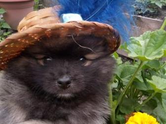 �������� ������� � ����� ����, ���������� ���������, �������� ����, ����� ��������������, ������ ������� ��������� ��������, �������, ������ ��� � ������������