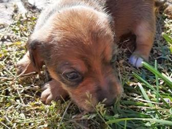 ����� ��������� ��������!4 ��������,2 �������, �������� 16 ��������,���� �����,����-��������)�������,����� ��������,��������� ������, � ������������