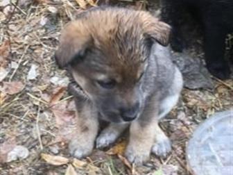 ������� ����� ����� ���!!! ����� �� ������ �������� ������ � �����,  ������� �������� 1,5 ���, � ������������