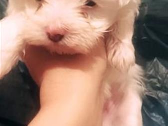 ��������� �������������� ����-��������, �������� ��� ������ � ������������