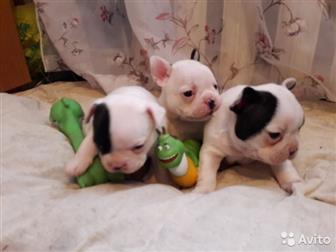 ��� �������������� �������,  �������� 24, 09, 19 ,  ������ ��������������,  ���������������, � ������������