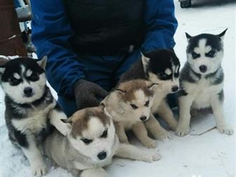 ���������� ����� ����� ��� �����������, �� �������� ���������, 5 ������� �� 6000 � 2 �������� �� 7000, ��� ������������,  ���� ��������  30, 09, 19 ���� ��� �����-����� � ������������