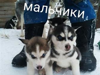 ���������� ����� ����� ��� �����������, �� �������� ���������, 5 ������� �� 6000 � 2 �������� �� 7000, ��� ������������,  ���� ��������  30, 09, 19 ���� ��� �����-����� � ������������