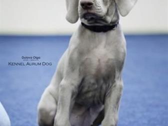    Aurum Dog  :     ,     (),    26, 10, 2019 ,   