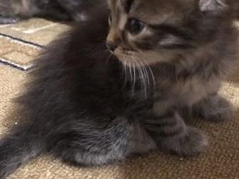     ,      ,   4 ,          ,    ,  ,     