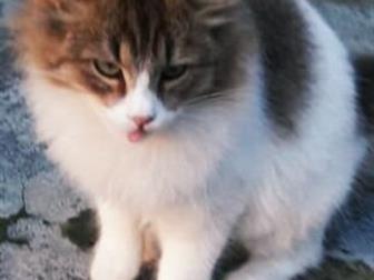   ,       ,    ,    ,     ,    ,  