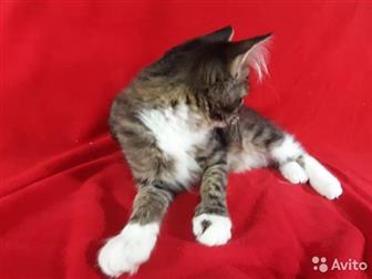 , ,           ,             -   