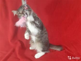 , ,           ,             -   