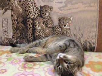  -  ,     , , ,   ,     ,  