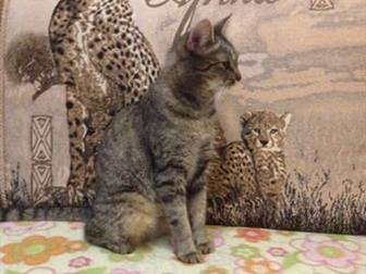  -  ,     , , ,   ,     ,  