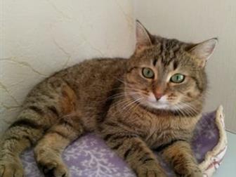  -     ,   , , ,     ,     ,   ,  