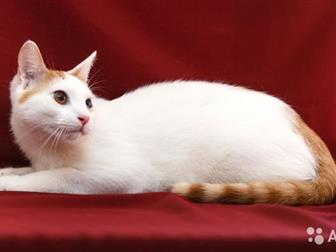     ,     ,   4 - 5 ,    ,     ,  