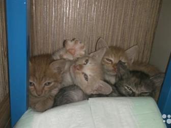  -  ,  ,  ,    ,     ,     ,  
