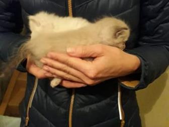      ,    3 ,   : ()     ,     , ,  