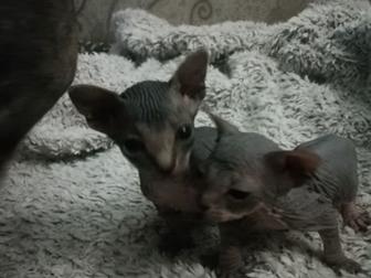   ,   4 , 2 ,      ,  