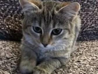              3,5   ,       , ,    