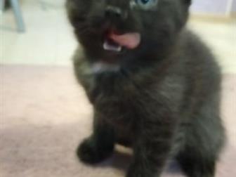     , ,  ,   - ,   ,     ,       