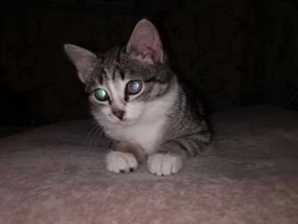  , ,  4 ,     ,   ,  , ,      , ,   